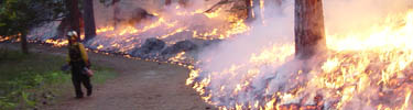Prescribed Fire in Wawona
